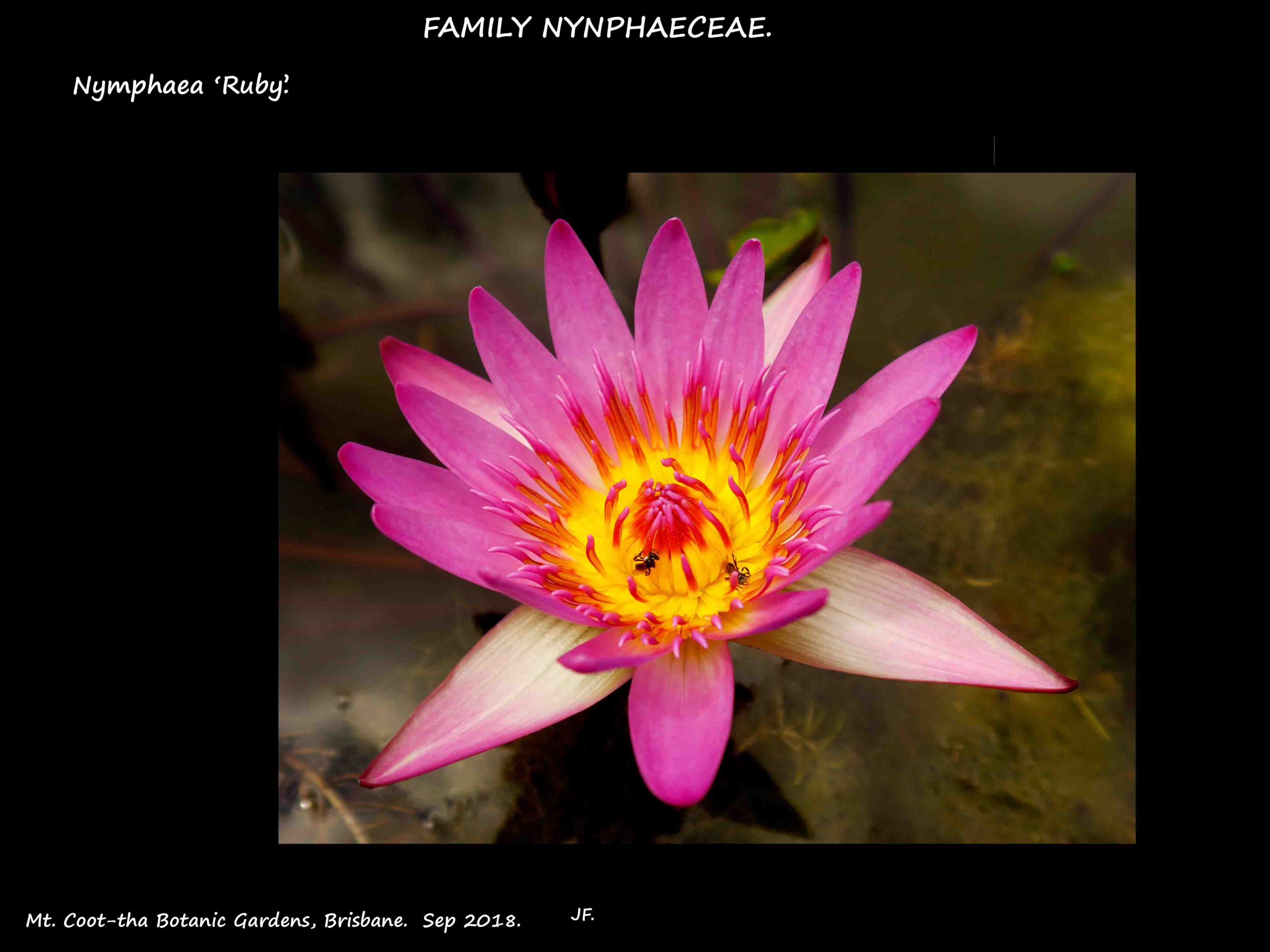 5 Nymphaea 'Ruby'